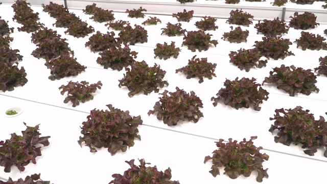 全景:红橡树或温室水培植物视频下载