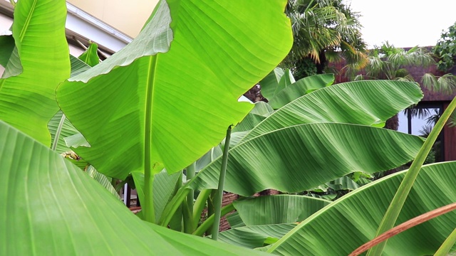 生长在海边度假胜地的热带香蕉树和绿叶在风中摇摆视频下载