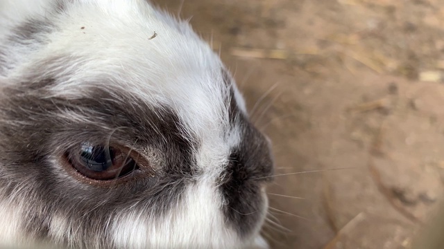 家毛绒绒的可爱的黑白斑点农场兔兔口近距离在动物农场，家畜饲料动物生长在笼子里视频素材