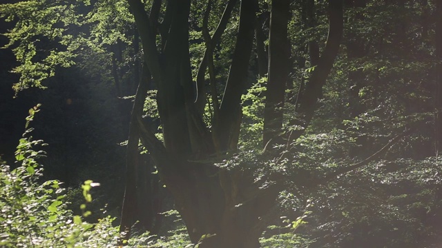 阳光下的森林视频素材