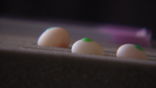 一个科学家从托盘里抓起一个鸡蛋。视频下载