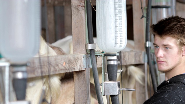 年轻的成年农民使用自动挤奶机给山羊挤奶视频素材