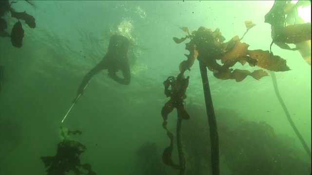 一名潜水员在摇摆的海带之间潜入浑浊的水中。视频素材