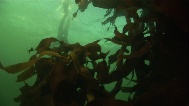 一名潜水员在摇摆的海藻之间的浑浊的水中下降。视频素材