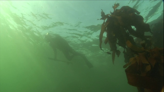 当潜水员游过海藻时，阳光透过海洋。视频素材