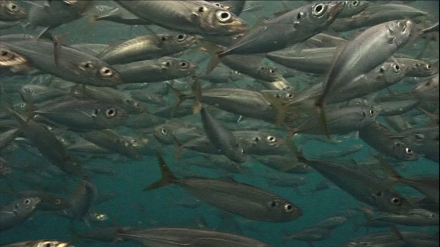 一群密集的鱼在海面上成群游动。视频素材