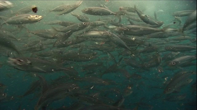 一大群鱼在海面上成群游动。视频素材