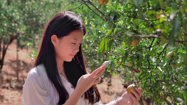 SLO MO美丽的女孩用智能手机在橙色的田野拍照视频素材