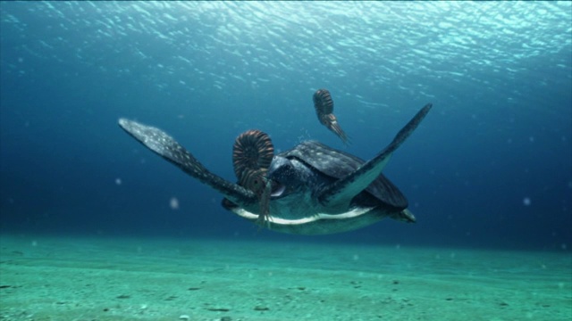 一只海龟在电脑生成的动画中捕捉海面下的海洋生物。视频下载