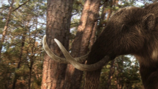 在计算机生成的森林动画中，一头乳齿象的长牙缠绕在树干上。视频下载