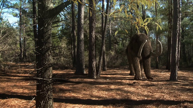 在电脑制作的动画中，一头乳齿象笨拙地穿过一片茂密的森林。视频素材