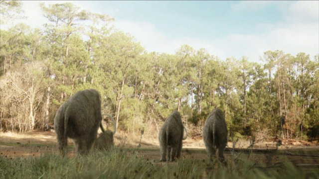 在计算机生成的动画中，一头乳齿象离开了它的兽群。视频素材