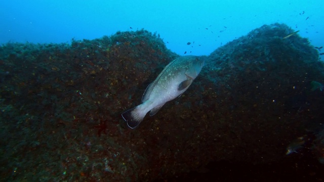 海洋生物石斑鱼游泳在深蓝色的水视频素材