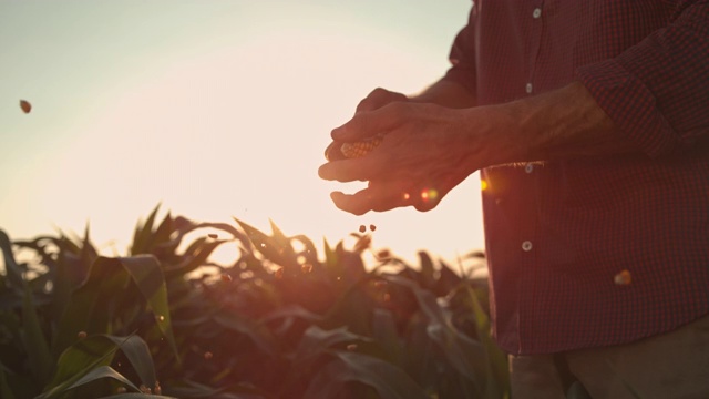 日落时分，农民在剥玉米皮视频下载