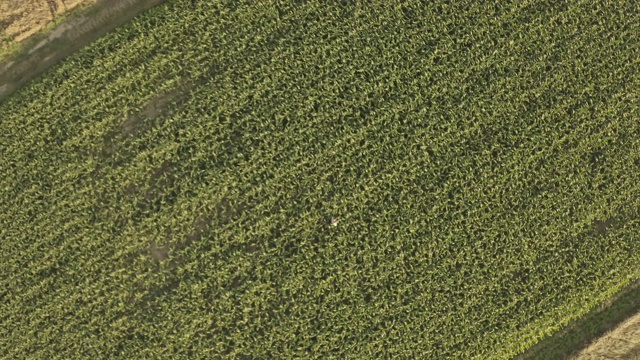 空中农民使用平板分析生长在田间视频素材