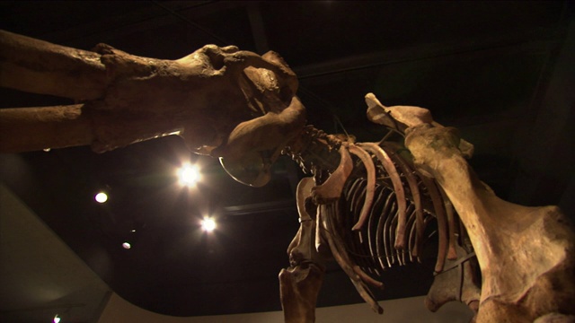 博物馆里陈列着长毛象的骨架。视频素材