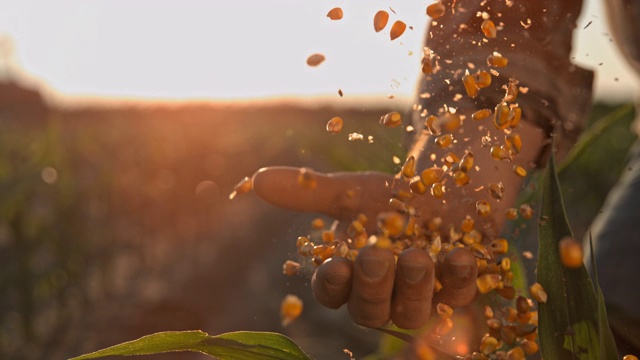 超级SLO MO农民在收获玉米粒后拔罐视频素材