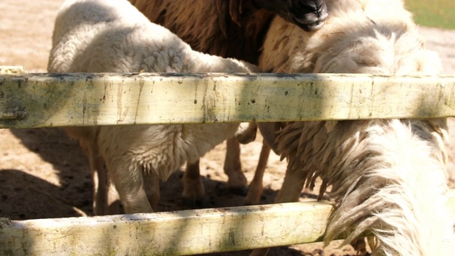 花园里的羊，4K视频素材