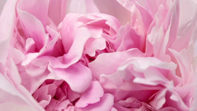 美丽的粉红牡丹背景。户外盛开的牡丹花，时光流逝，特写。宏视频下载