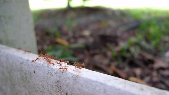 花园里的蚂蚁视频下载