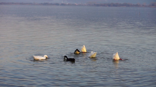 湖上的鸭子视频下载