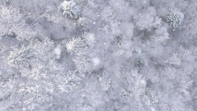 飞过森林和降雪。鸟瞰图视频下载