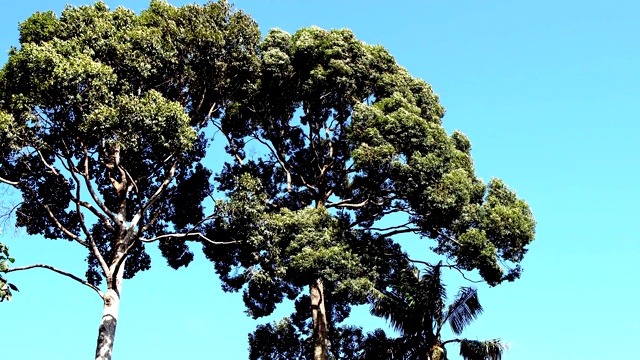 在热带雨林的树木的镜头蚂蚁的眼睛大树枝吹在夏天的一天蓝色的天空背景视频下载