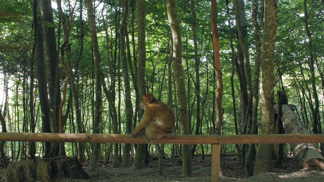 森林里的野猴子视频下载