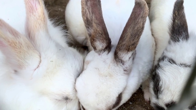 家养毛茸茸的白色和黑色斑点的农场兔子兔子在动物农场的笼子后面，家畜饲料动物生长在笼子里吃食物视频下载