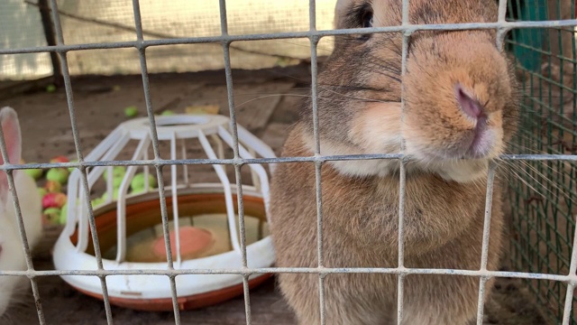 一只可爱的棕色肉兔兔子，正把鼻子伸进一个金属围栏的笼子里视频素材