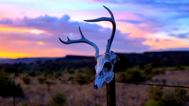 西部沙漠概念:在篱笆柱上的鹿头骨视频素材