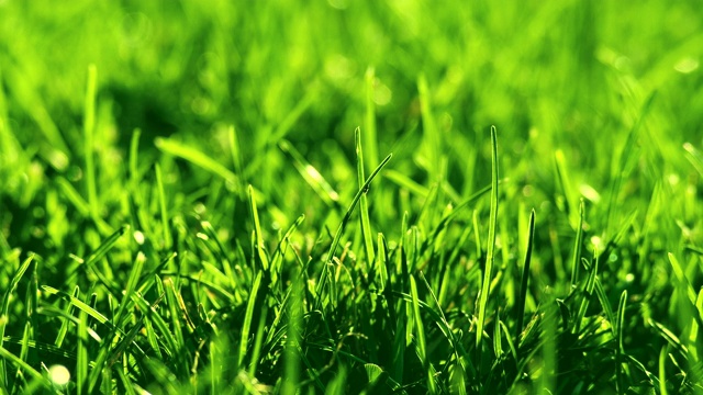 公园里的绿草在风中。美丽的夏日绿色背景。视频下载