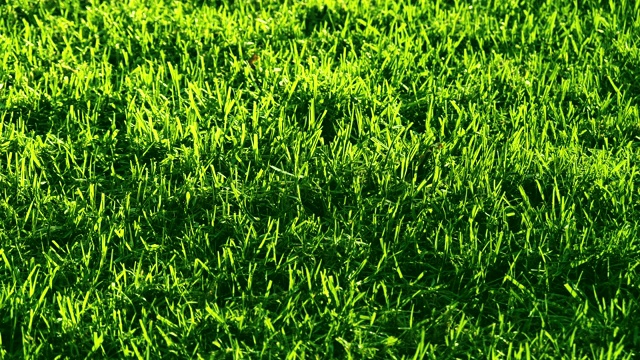 公园里的绿草。美丽的夏日绿色背景。视频下载