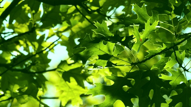橡树。绿叶在风中飘扬。美丽抽象的夏季背景。视频下载