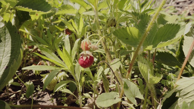 成熟的有机草莓。花园里的灌木上长着草莓视频下载
