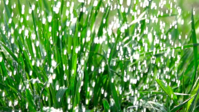 雨水滴落在绿色的夏季草雨滴与新鲜的绿叶为自然。关闭了。缓慢的运动。水滴落在春叶上。特写镜头。自然背景。散景浅景深视频素材