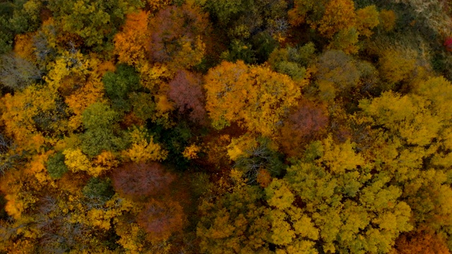 空中秋色森林，无人机拍摄。秋天橙色，绿色，黄色，红色的叶子树树林。鸟瞰图飞行在阳光明媚的一天，令人惊叹的彩色树梢与树叶。视频素材