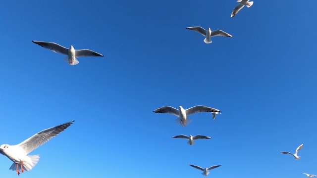 海鸥在蓝天中慢镜头地飞翔视频素材