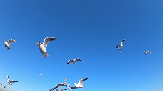 海鸥在蓝天中慢镜头地飞翔视频素材