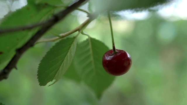 红酸樱桃树枝上结着美味的水果。特写樱桃树枝和果实。缓慢的运动。视频素材