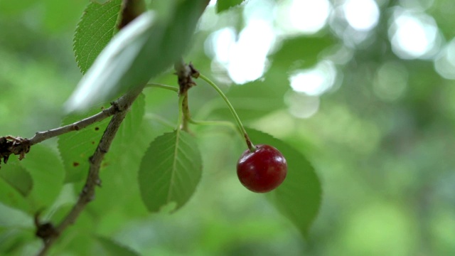 红酸樱桃树枝上结着美味的水果。特写樱桃树枝和果实。缓慢的运动。视频素材