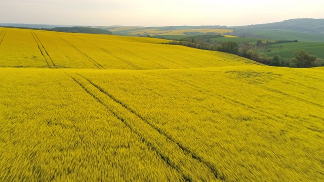 空中的油菜田在一个村庄的边缘视频素材