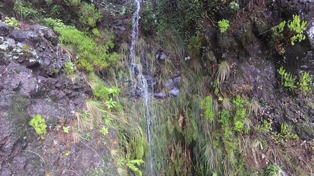 马德拉岛的月桂森林特写。旅游路线勒瓦达方丹斯25(25喷泉)。视频素材