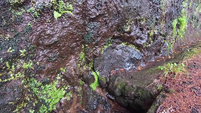 马德拉岛的月桂森林特写。旅游路线勒瓦达方丹斯25(25喷泉)。视频素材