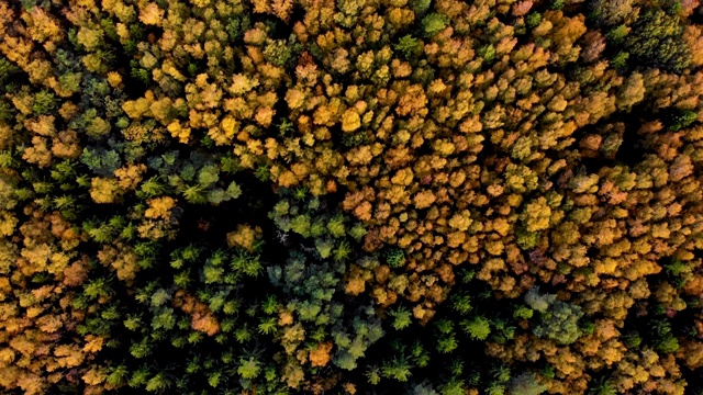 空中秋色森林，无人机拍摄。秋天橙色，绿色，黄色，红色的叶子树树林。鸟瞰图飞行在阳光明媚的日子里，令人惊叹的彩色树梢与明亮的树叶。视频素材
