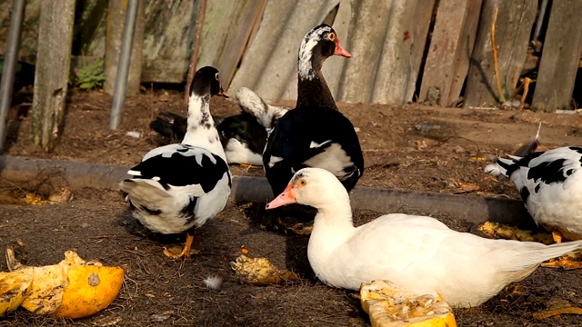 鸭子和鸡在农场里觅食视频下载