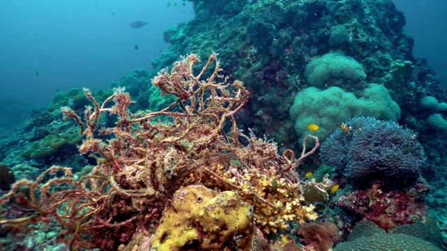 废弃的鬼网渔业污染缠绕在水下珊瑚礁附近小丑鱼视频素材