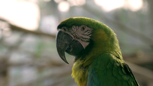 绿色金刚鹦鹉鸟在自然界的背景视频下载