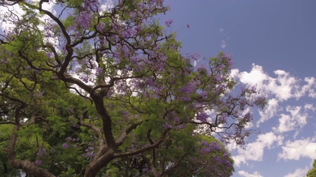 摄像头POV飞行无人机低角度驾驶在行车道树-蓝花楹树，紫罗兰花视频下载