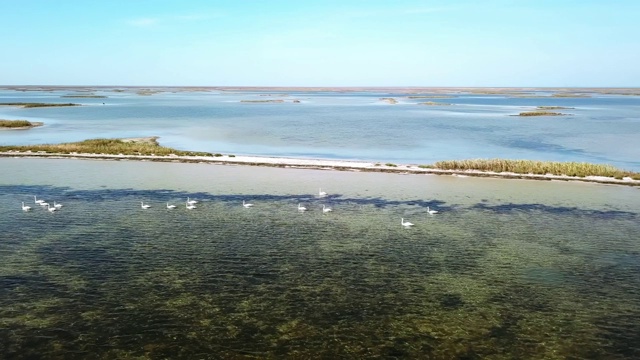 鸟群在海上的鸟瞰图视频素材